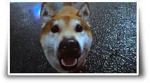 #ComingToPS5 : GhostWire - Tokyo par Bethesda, vidéo «  Pet the Dog »